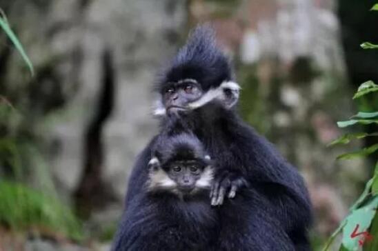 保护世界濒危物种 贵州黑叶猴数量达850多只