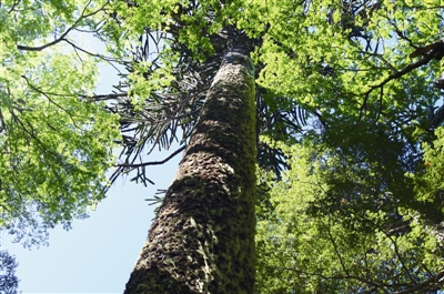 智利:拉丁美洲林业的楷模