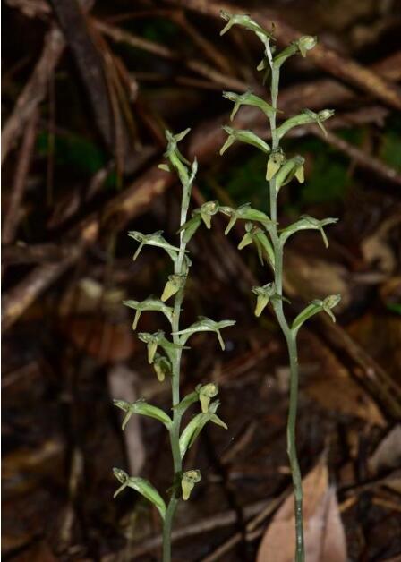 广东河源发现两种极度濒危兰科新物种