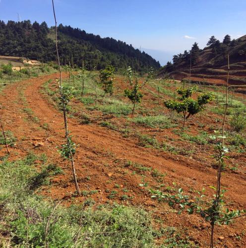 街道实施陡坡地生态治理和退耕还林工程种植苹