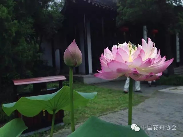 第三十届全国荷花展在扬州瘦西湖风景区开幕