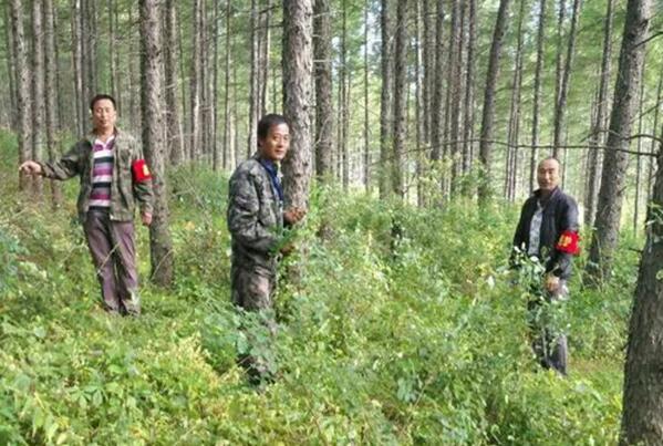 吉林省敦化市森防站完成落叶松落叶病的调查工