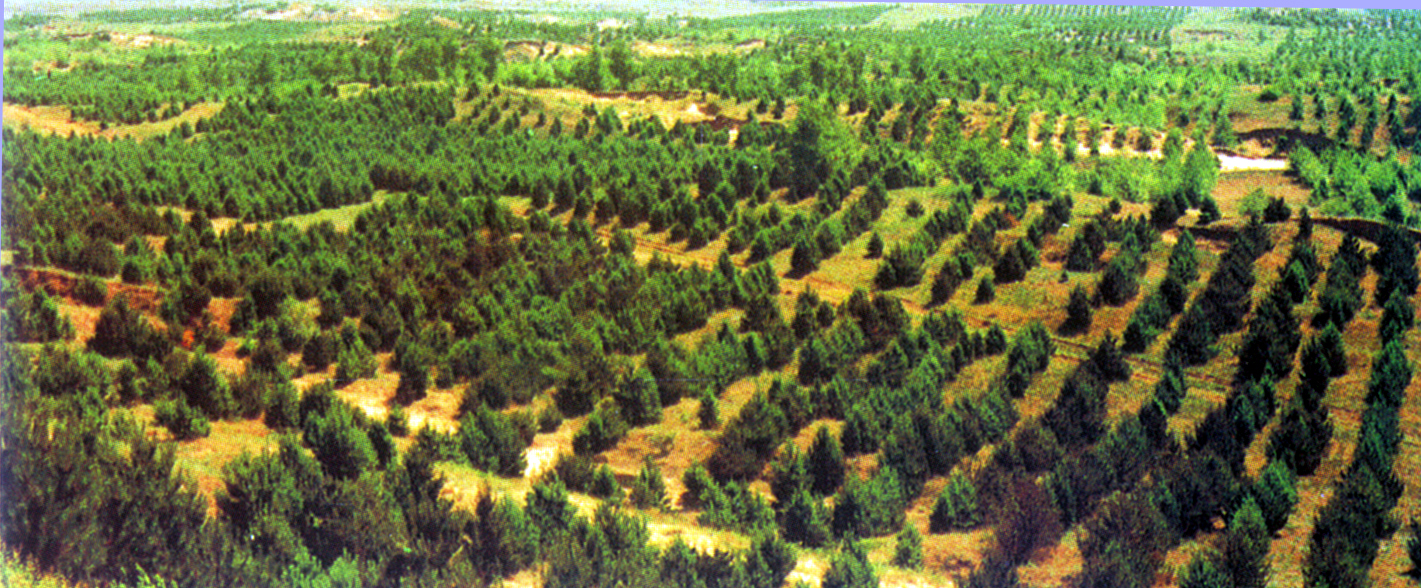 彰武政府网漫画\/阜新人力资源网\/彰武人事任免