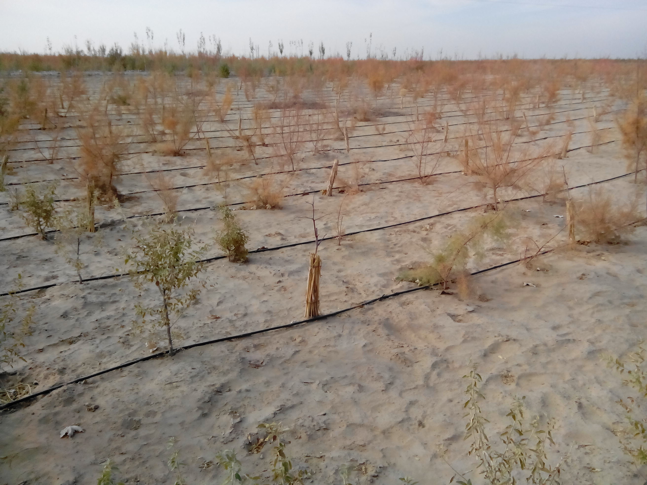 新疆于田沙化地退耕还林(