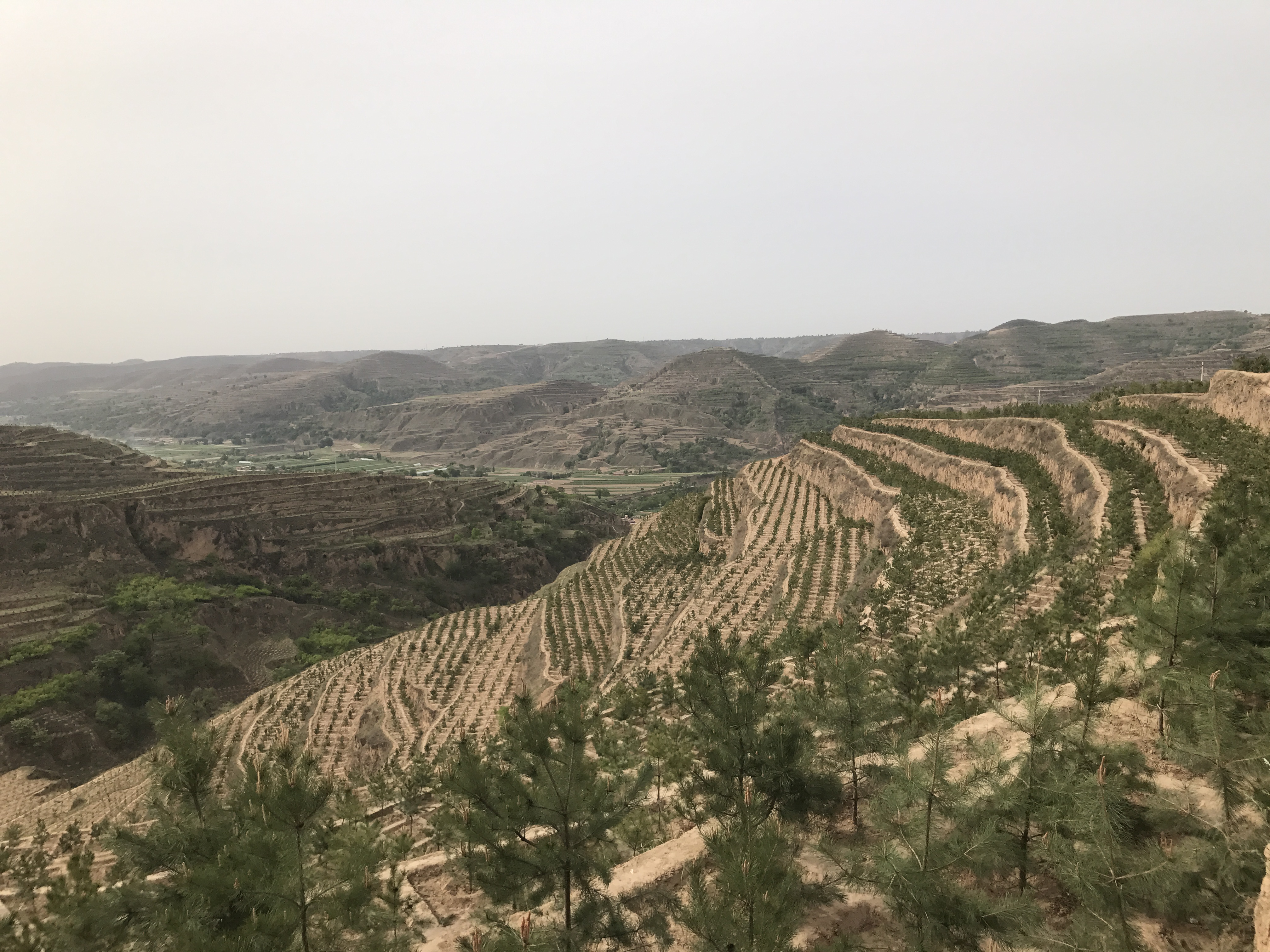 甘肃省镇原县孟坝镇全面完成2016年退耕还林