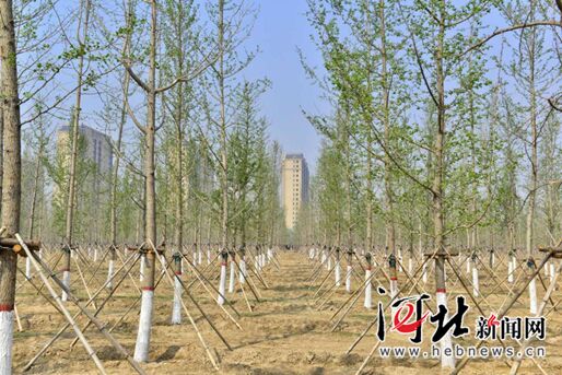 河北省今年已完成营造林326.9万亩
