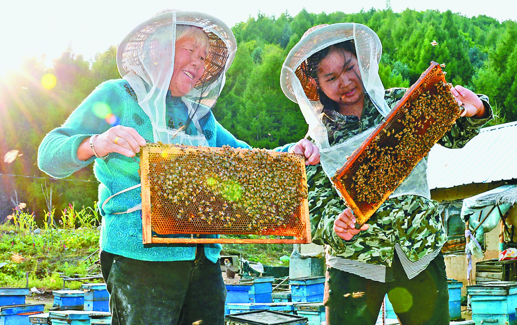 龙江森工东京城林业局蜂产业助力转型发展