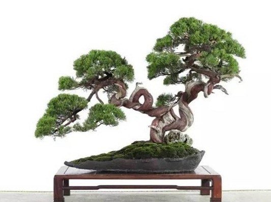 松柏类盆景的造型及管理方法