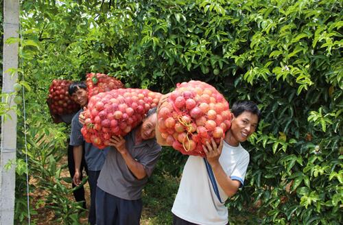 广东省 种植百香果新品种 开拓出村民脱贫致富