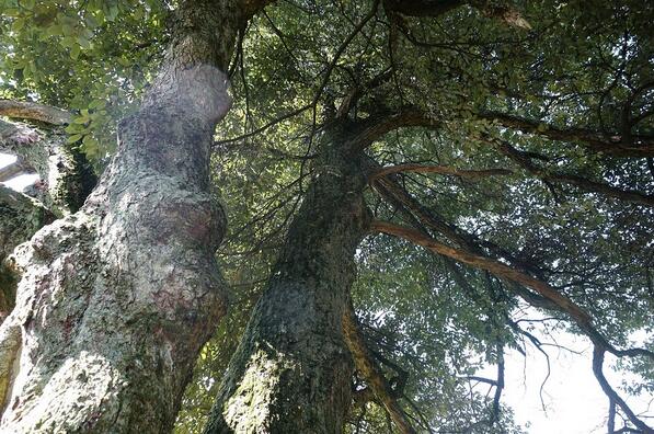 重庆黔江三塘盖发现350年的甜槠古树