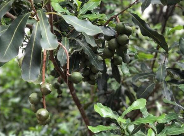 云南临沧永德县种植50万亩澳洲坚果 成为脱贫