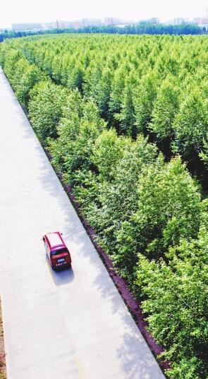 黑龙江省4000余万亩防护林筑起绿色生态墙