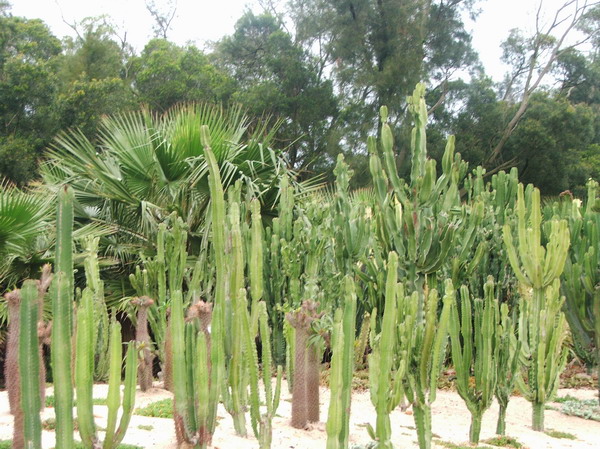 荒漠生态-荒漠植被