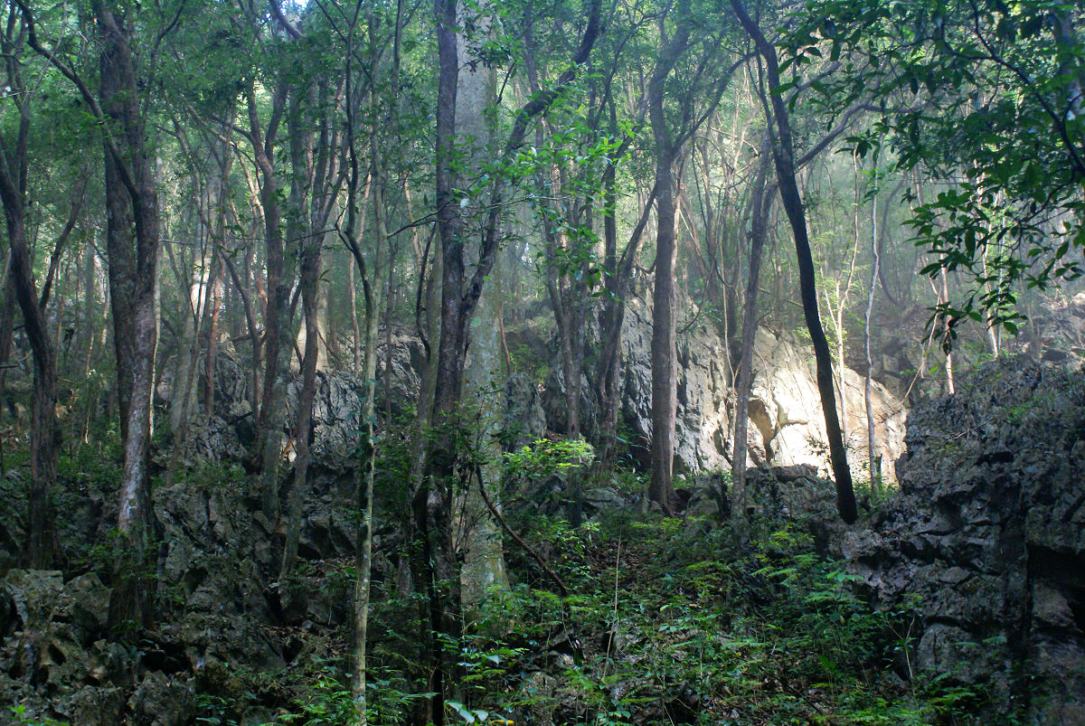 西双版纳热带雨林生态系统水分传输机制研究取得重要进展