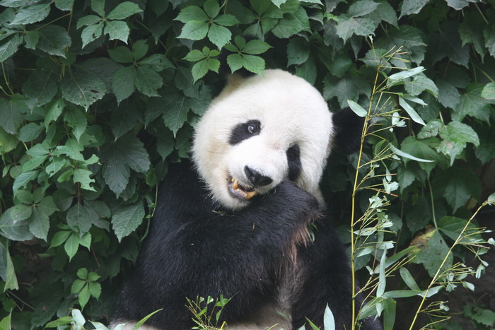 大熊猫摄影图片赏析(一)