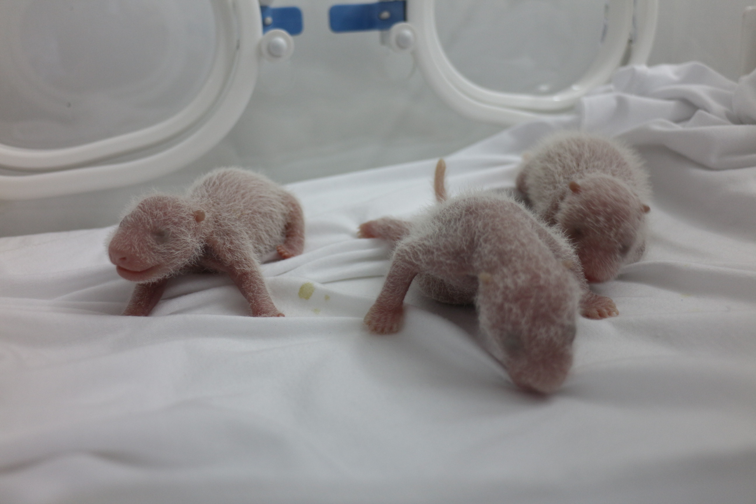 卧龙大熊猫“菊笑”在广州产下三胞胎