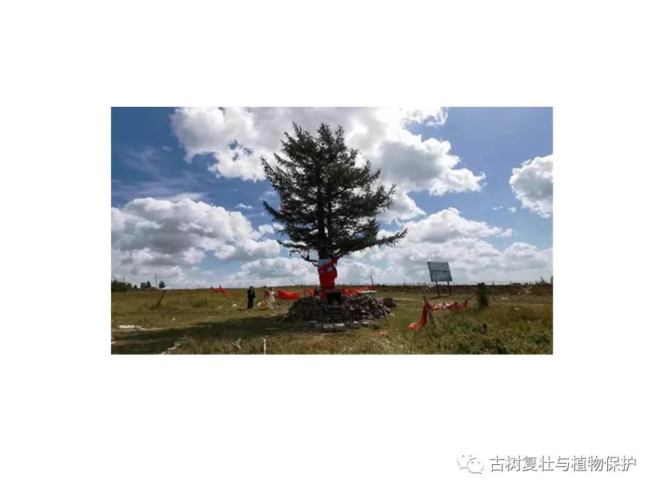 一棵古树换来一片林海塞罕坝上功勋树