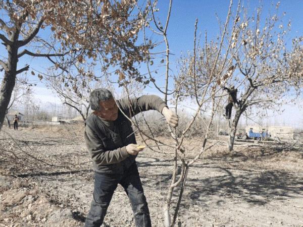 喀什地区疏附县塔什米里克乡村民在乡林业站技术员指导下进行杏树修剪