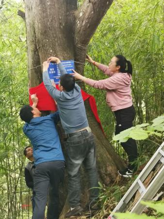 广西桂林资源县两水乡社水村为百年古树挂牌