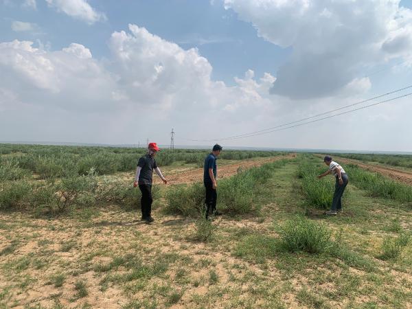 宁夏盐池县林业站开展2022年度柠条平茬自查验收工作