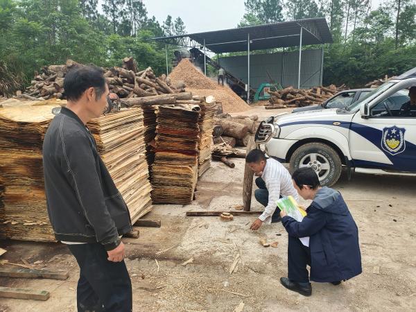 湖南省韶山市杨林乡督查枯死松木清理工作
