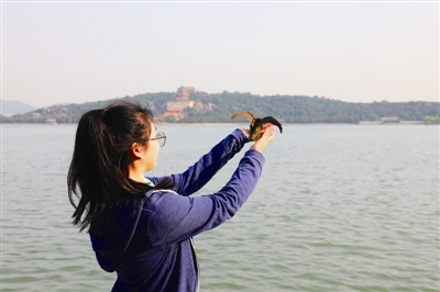 北京雨燕的环志之旅