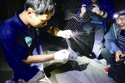 凌晨收集北京雨燕 纪建伟摄保护北京雨燕通过10年来对北京雨燕的研究