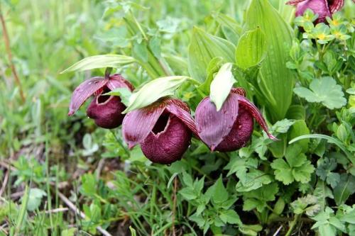 中国兰科植物——巴郎山杓兰