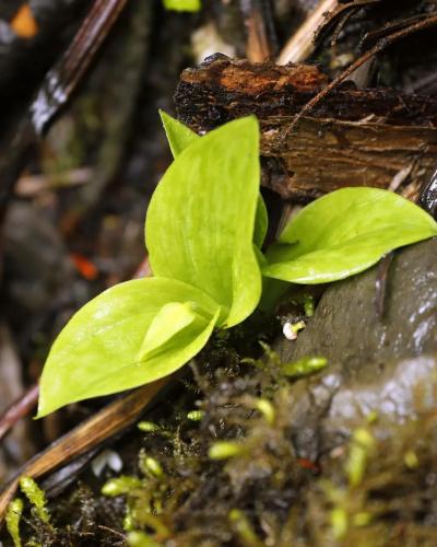 巴郎山杓兰幼苗