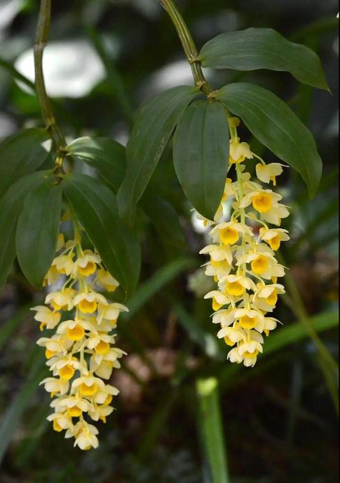 中国兰科植物——石斛属 - 菏泽青少年生态教育培训基地