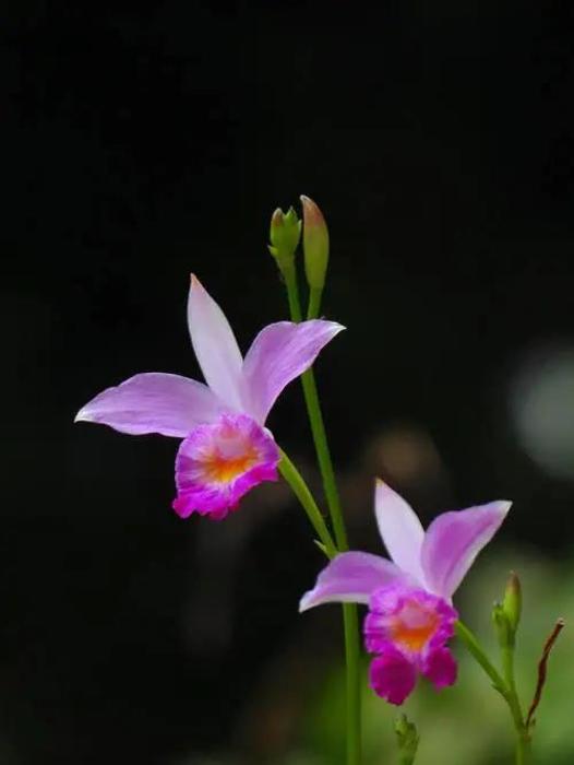 中国兰科植物—竹叶兰属