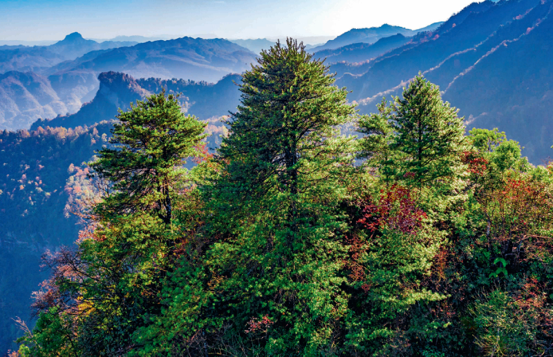 金佛山中藏银杉