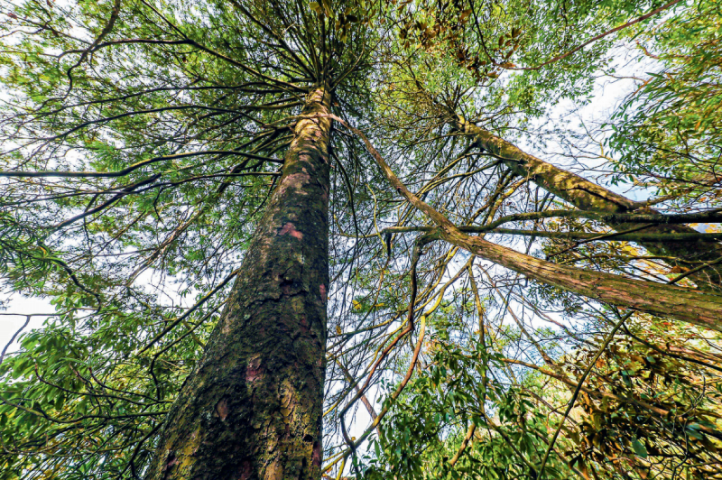 金佛山中藏银杉