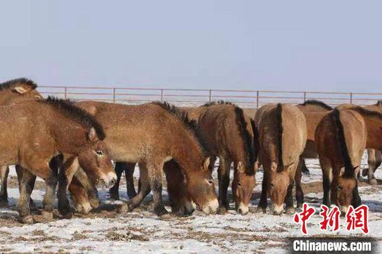 多名专家冒严寒 为新疆野马驱虫