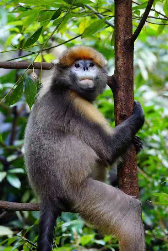 黔金丝猴 贵州省林草局供图5月21日,贵州省林业和草原局,省生态环境厅