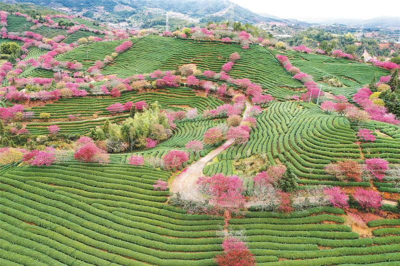 福建永福茶园套种樱花每年吸引50万游客观光