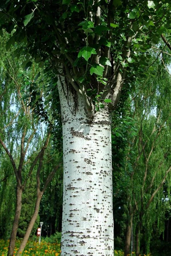 如身着白色树皮的白桦,银白杨,白皮松,身着黄色树皮的杨梅,油茶,大花