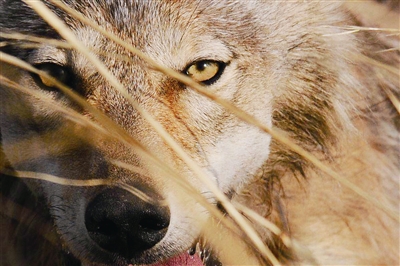 时刻准备着的草原狼