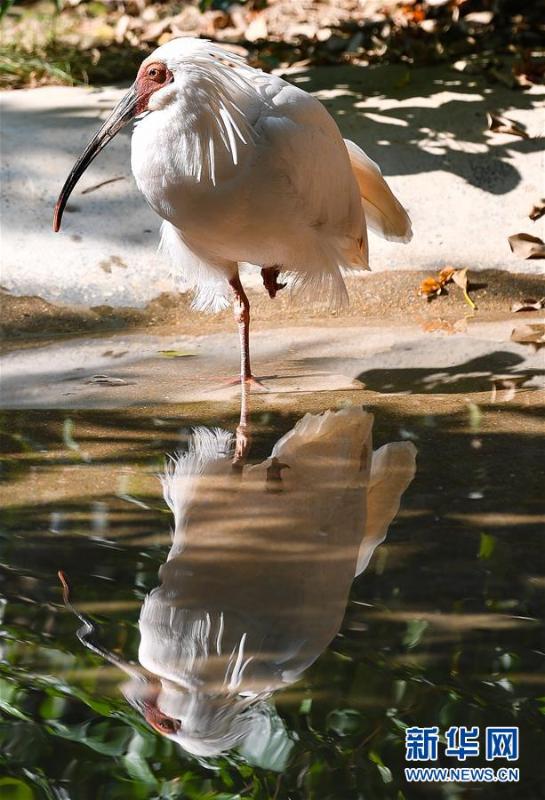 广州7年成功繁育存活150只朱鹮