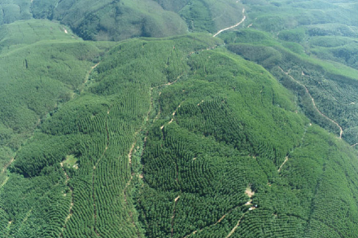 七坡林场利用无人机解决1424亩林地边界争议