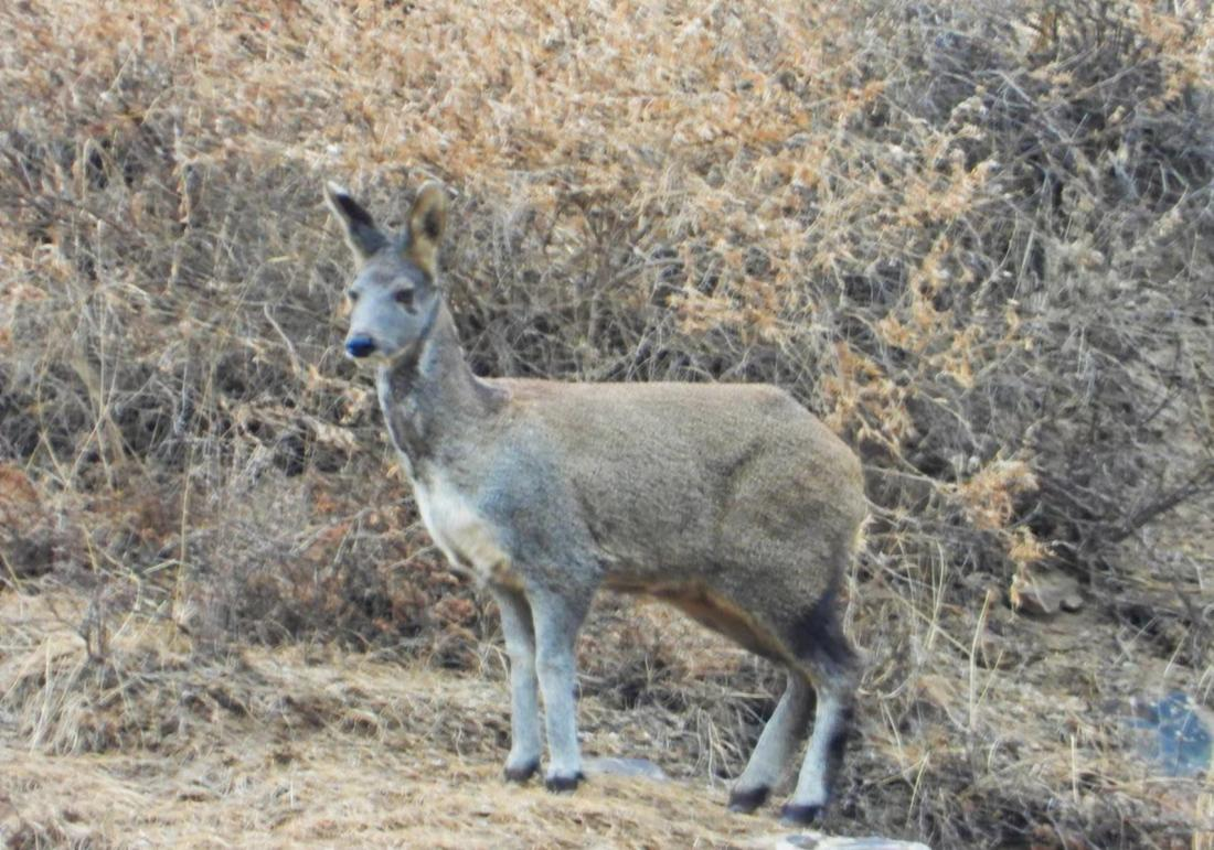 国家一级保护动物马麝再现祁连山国家公园
