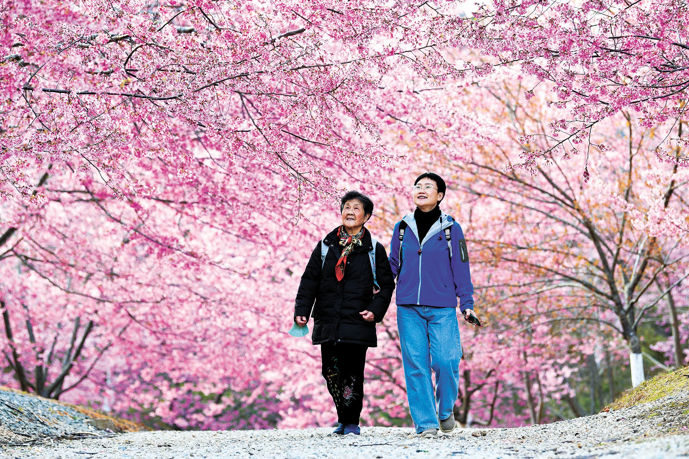 大田仙居山樱花园 黄海摄春节前,福建省樱花协会,休闲农业协会联合