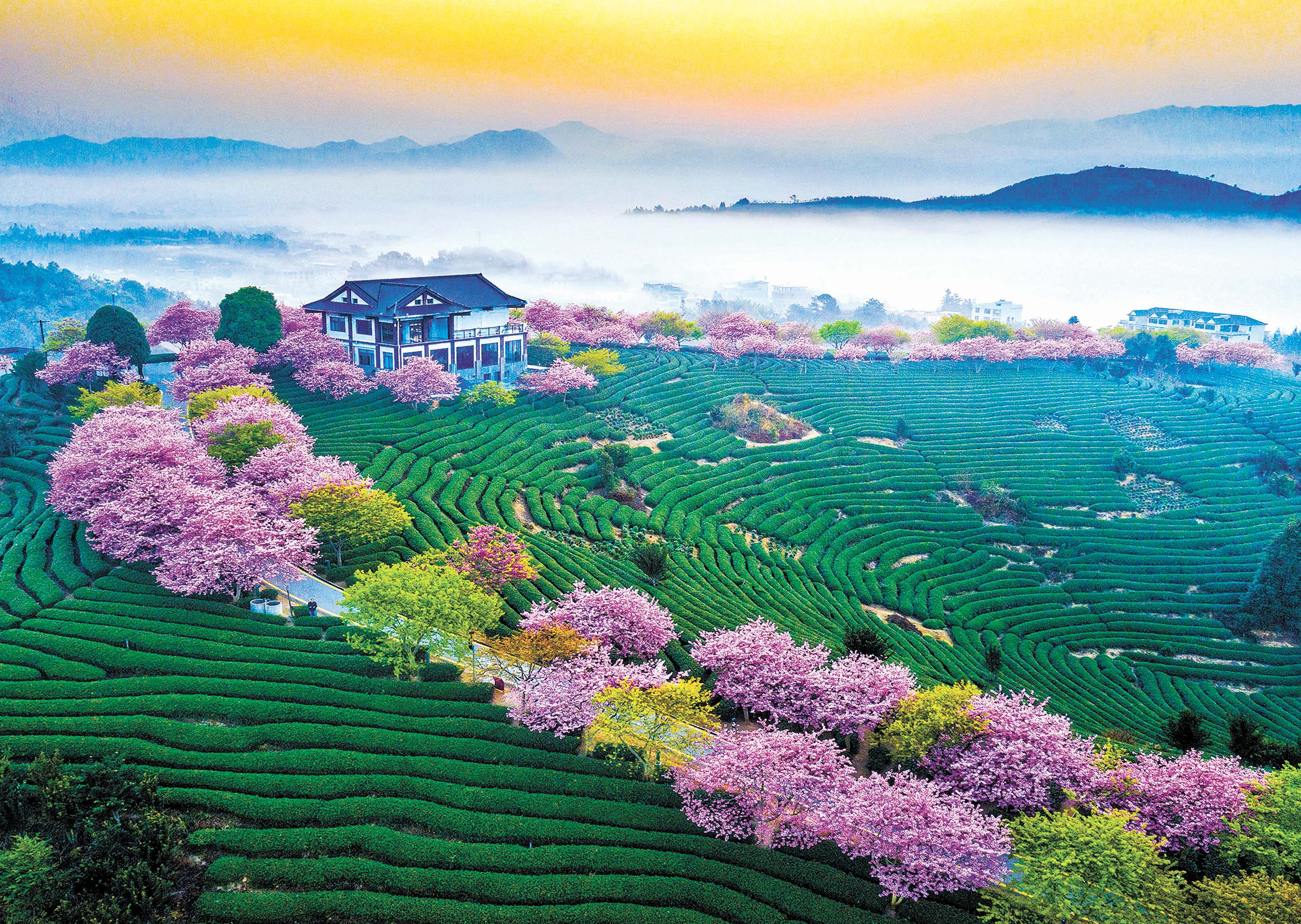 樱花也逐渐走向景区,城市公园,植物园,国有林场甚至酒店,逐渐成为各地