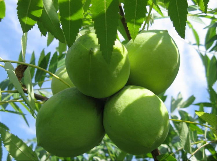 文冠果之果宝宝诞生记