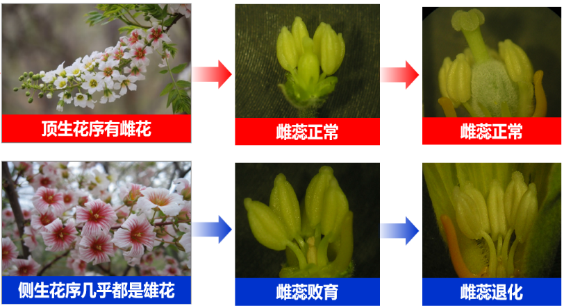 花粉没有活力,因此从功能上看,只有雄花和雌花两种
