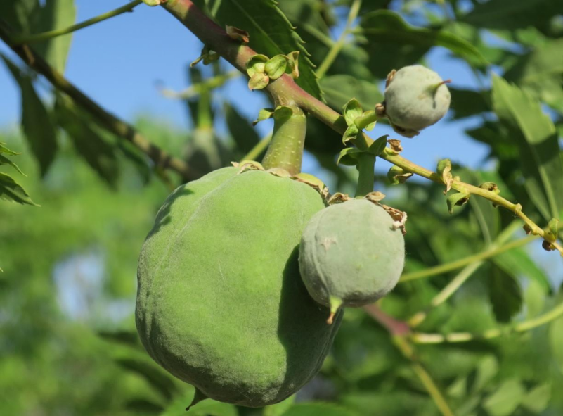 文冠果之果宝宝诞生记