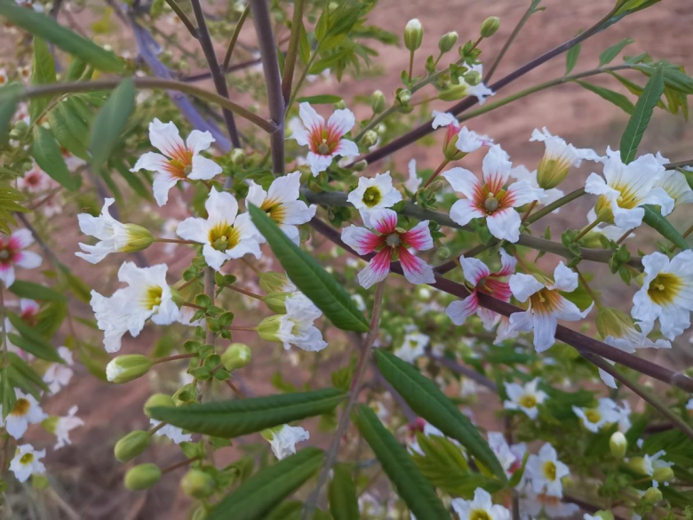 文冠果之果宝宝诞生记
