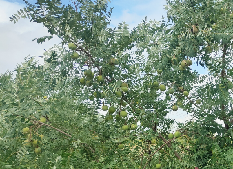 文冠果之果宝宝诞生记