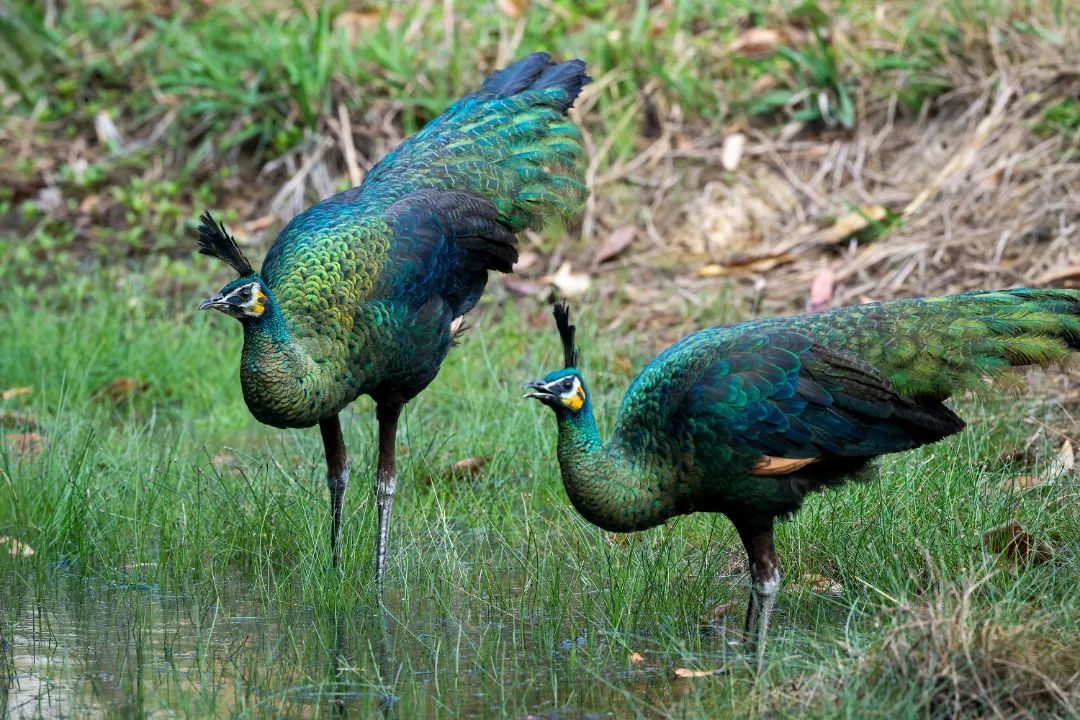 国家一级保护动物绿孔雀现身镇康南捧河省级自然保护区