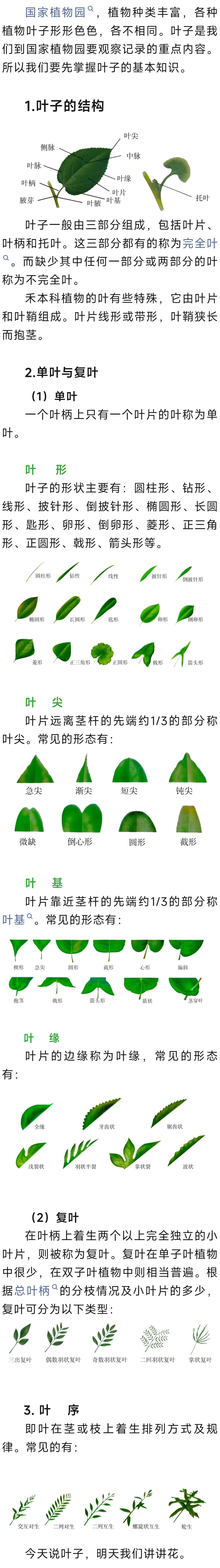 游览国家植物园了解植物的叶子